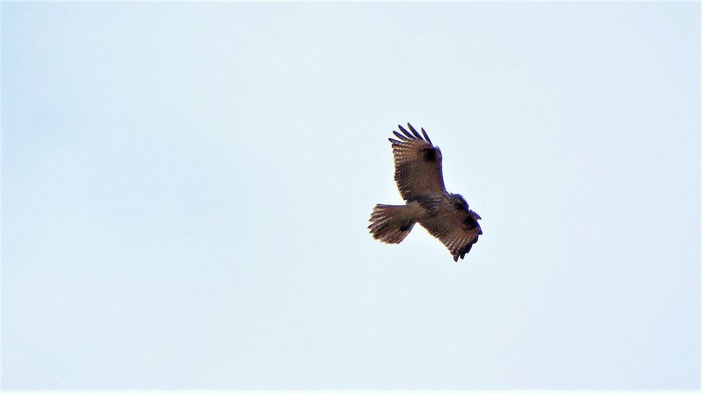 Photograph by roman