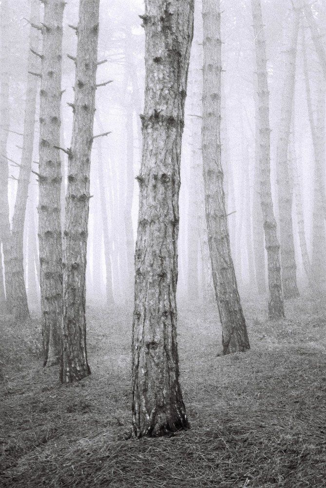 "Landscape in the mist"