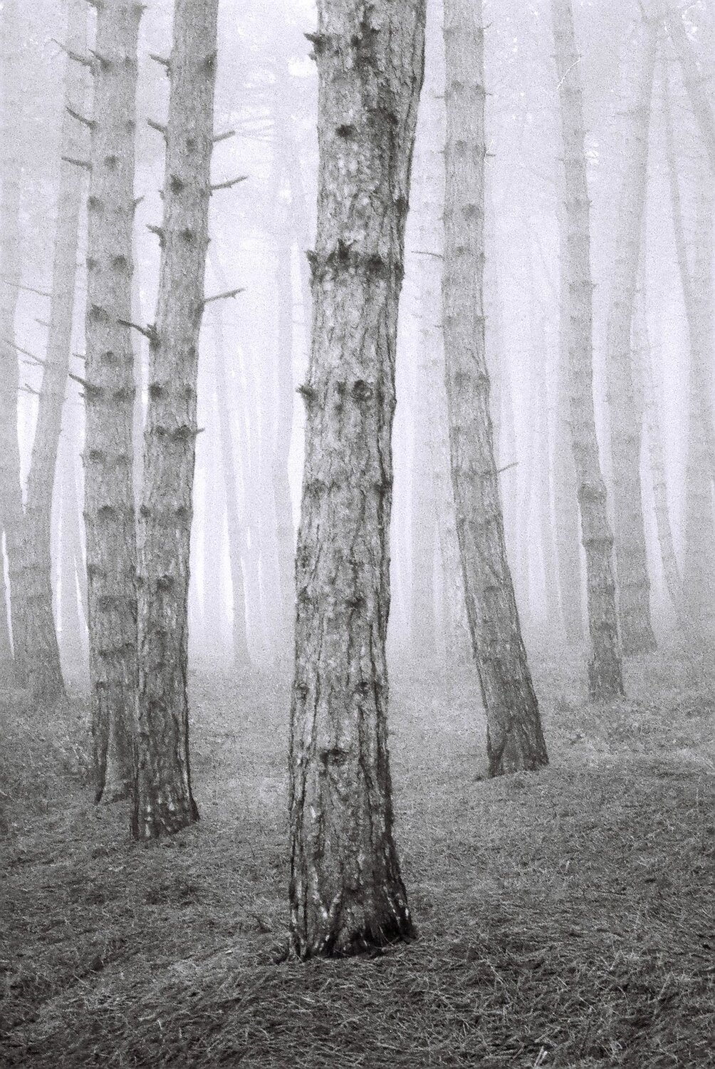 "Landscape in the mist"