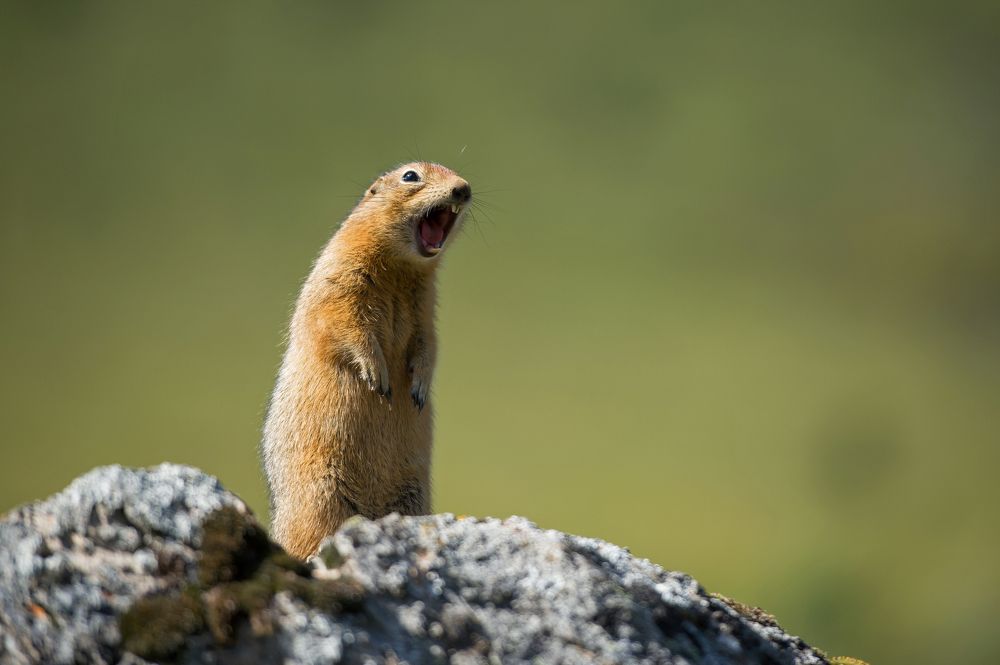 Arctic ground squirrel