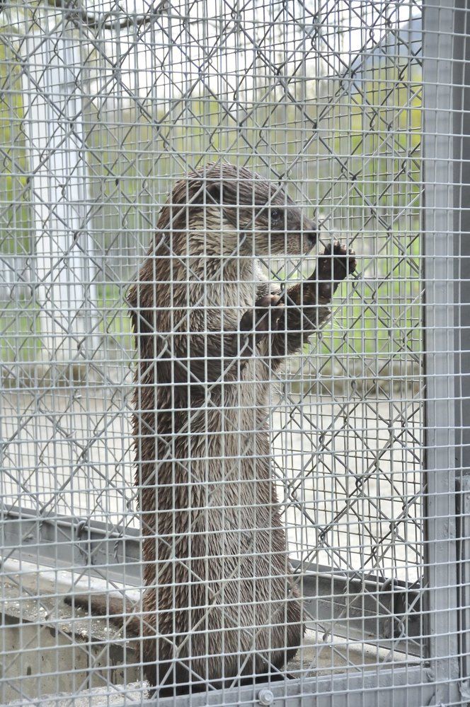 Кавказская выдра