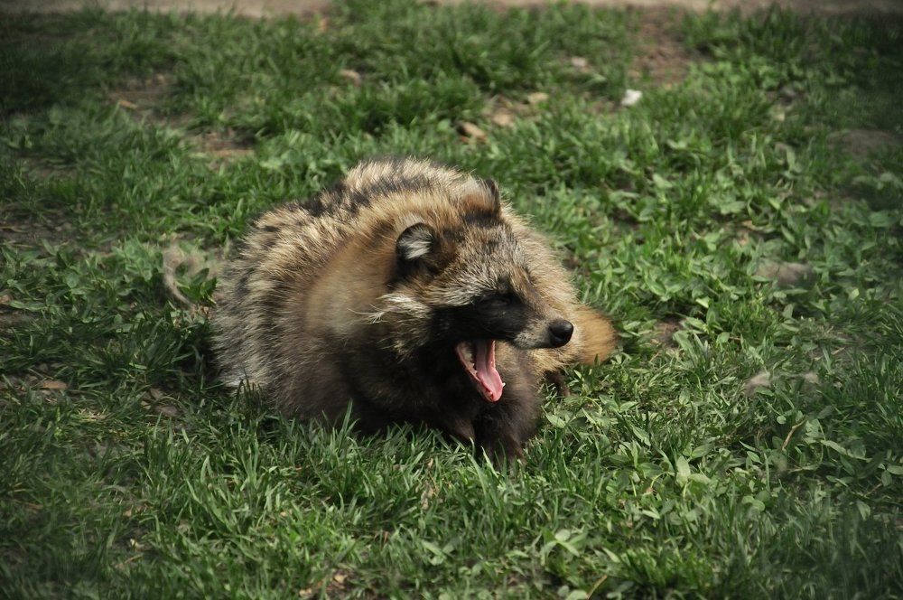 Енотовидная собака