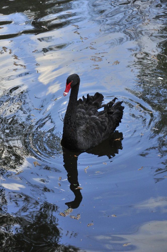 Черный лебедь