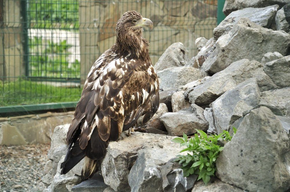 Орлан-белохвост