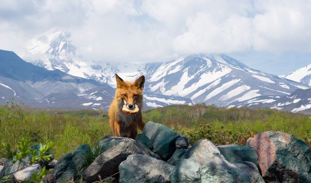 Лисичкин хлеб  Камчатка.