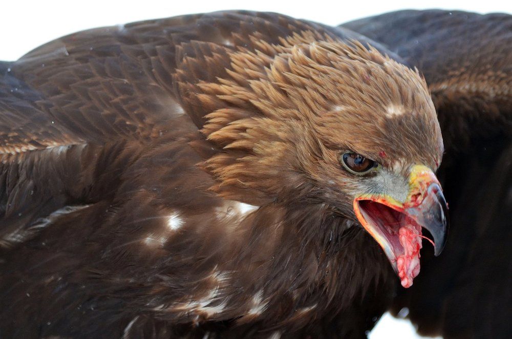 Кровавый пир