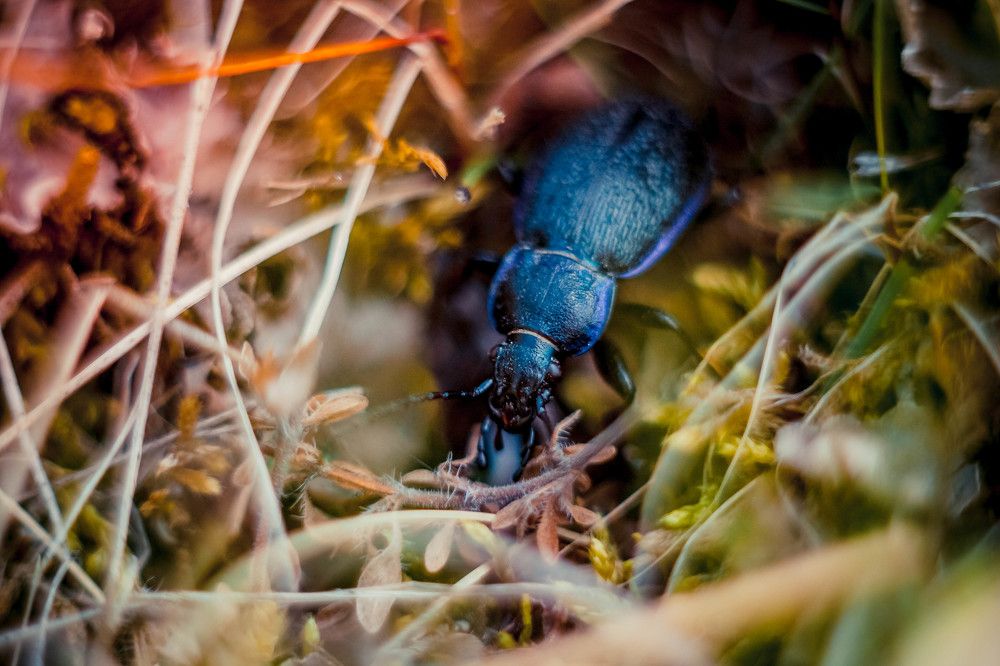 Бирюзовый друг