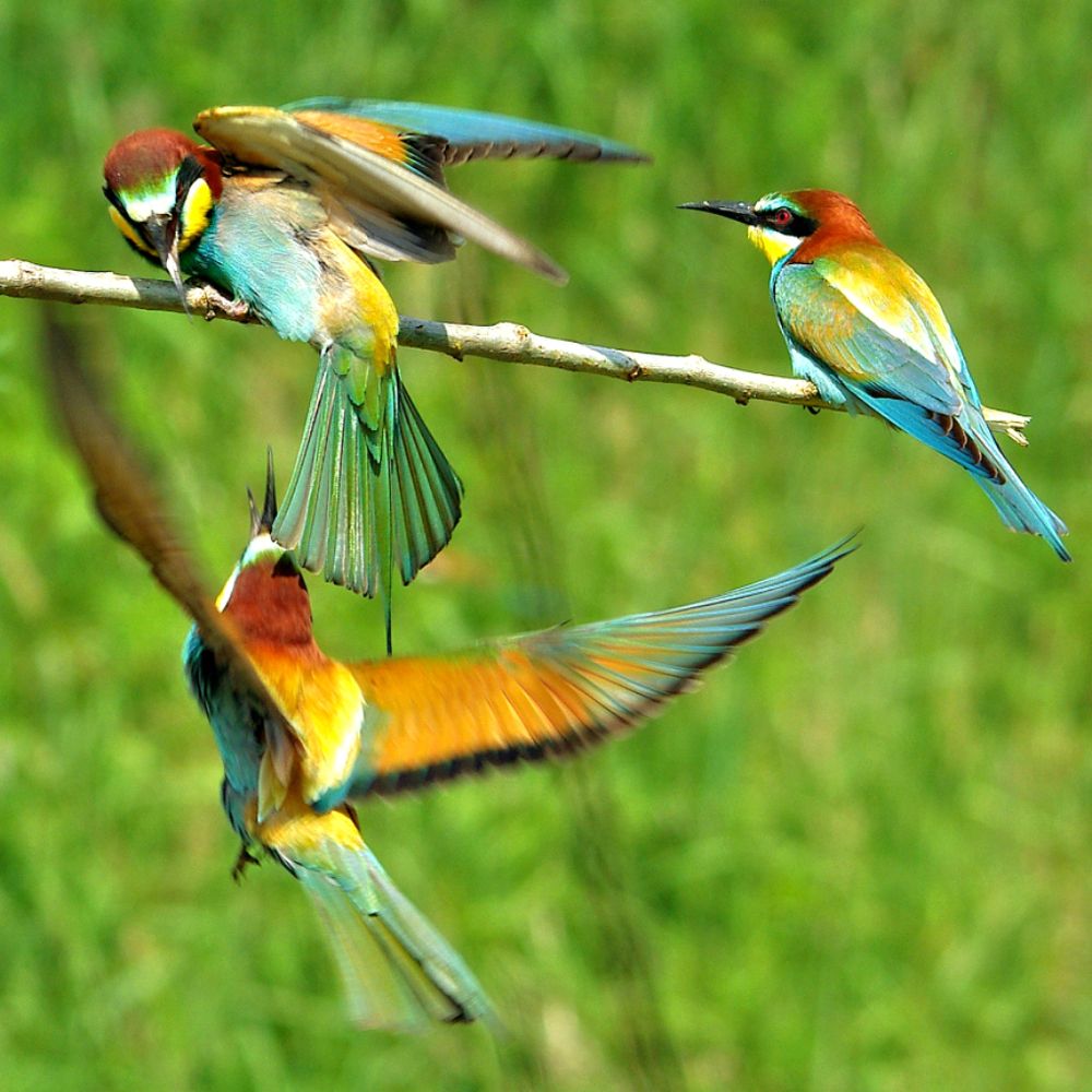 Merops apiaster