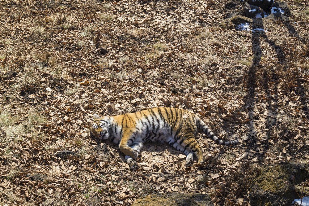 тигр на отдыхе