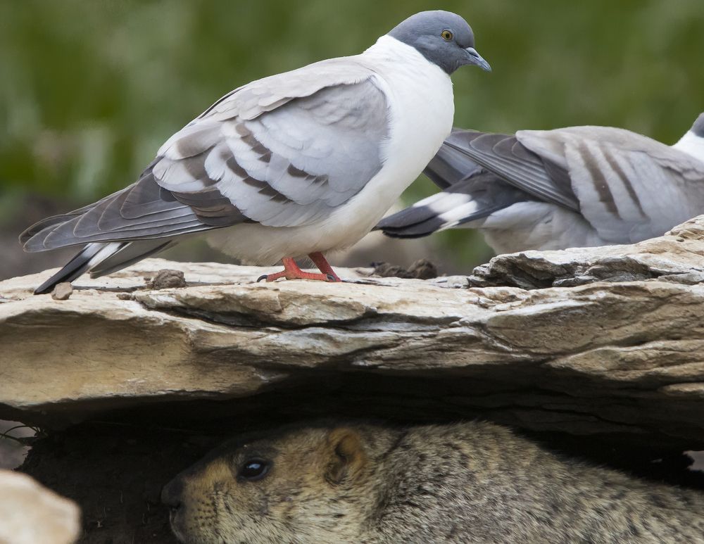 Friendship has no boundary