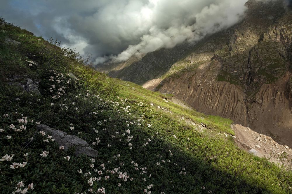 Безенгийские рододендроны