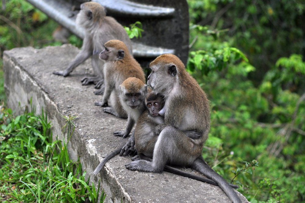 monkey breastfeeding