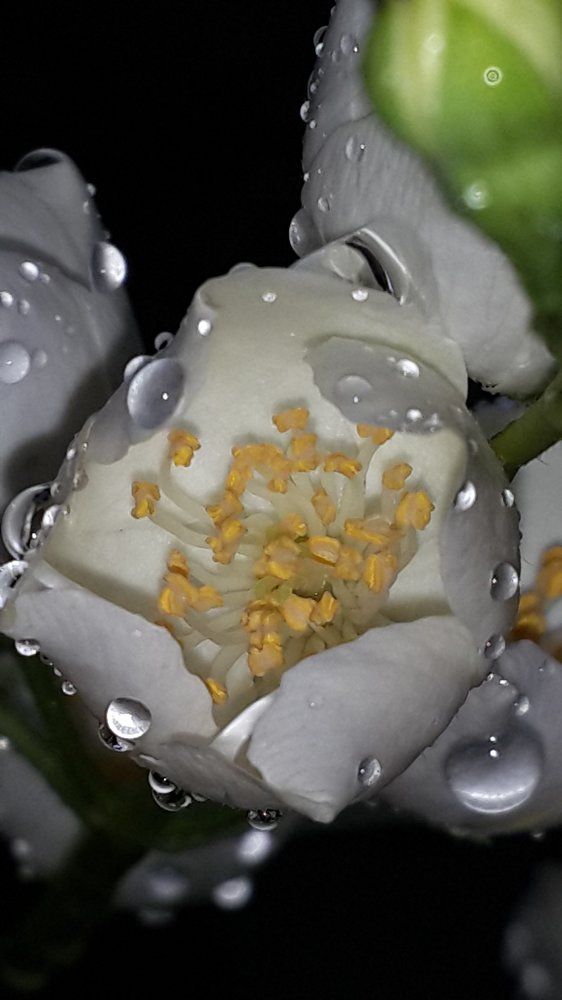 Photograph by Юлия Коробкова