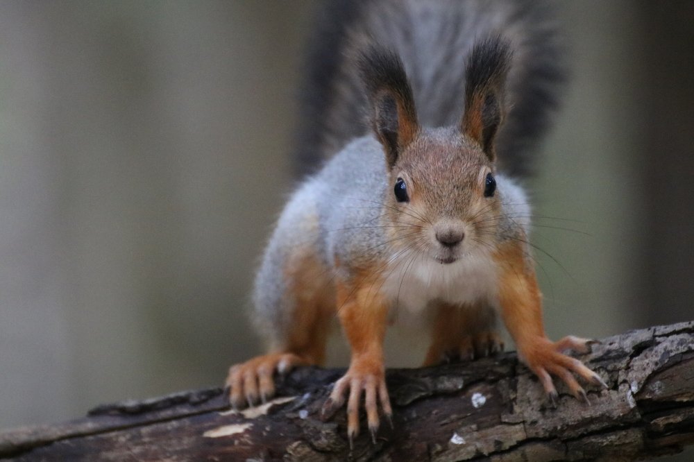 Любопытство