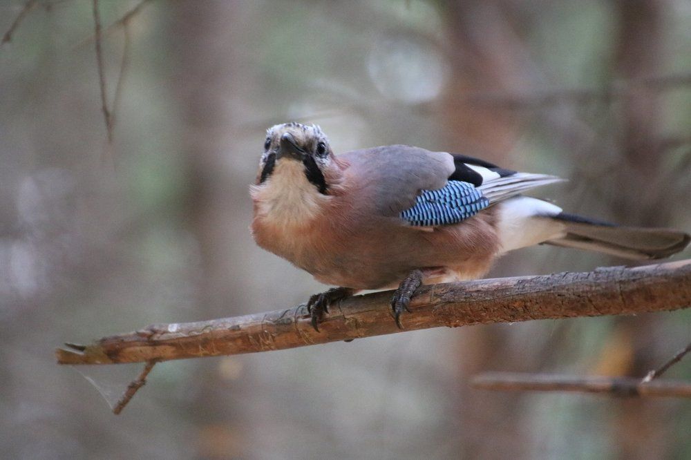 Настороженность