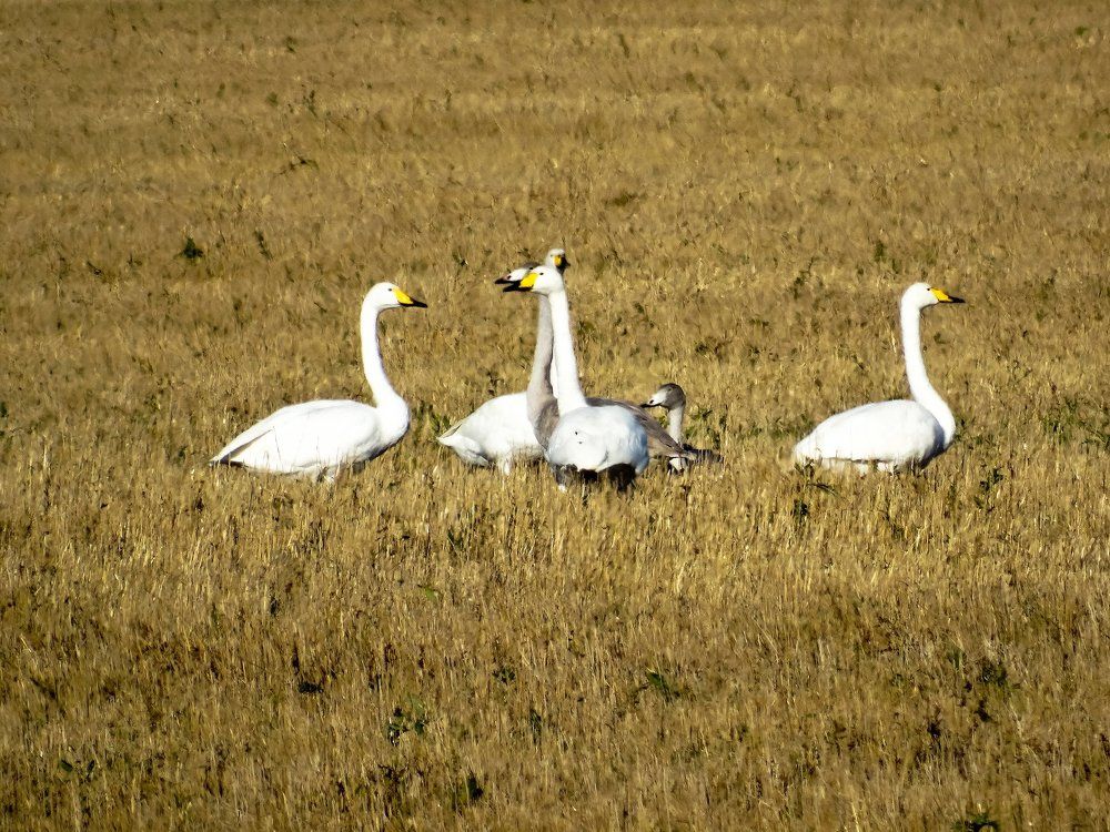 лебеди-кликуны