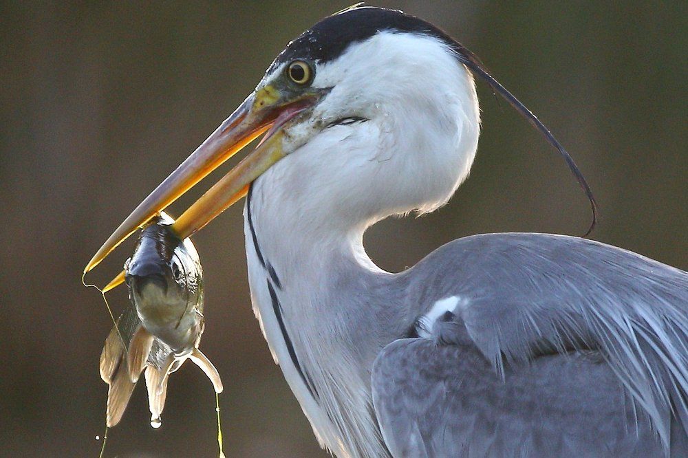 Серая цапля с уловом. Портрет.