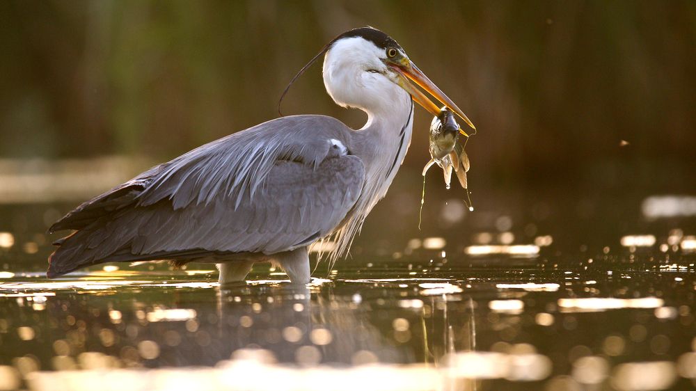 У кого клюв - у того и клев