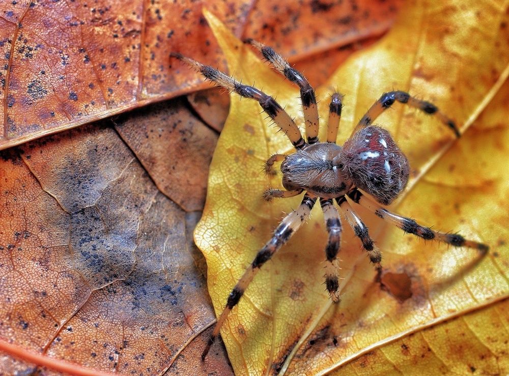 Восьминогий красавЕц