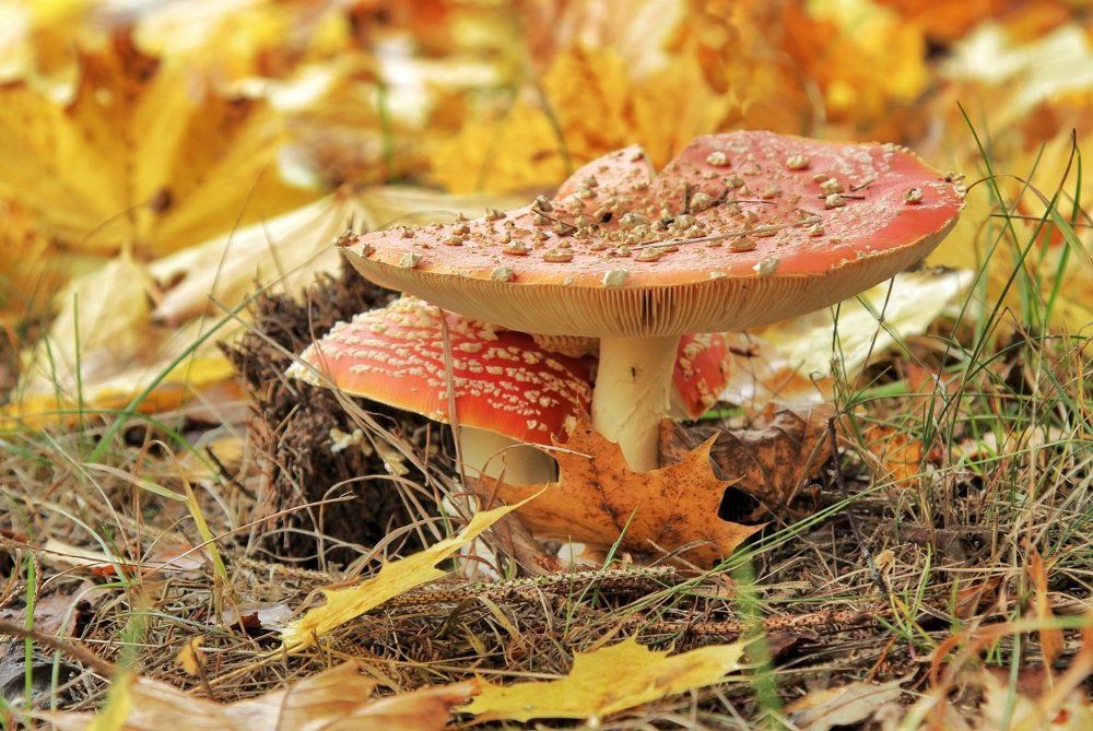 Осенняя тональность