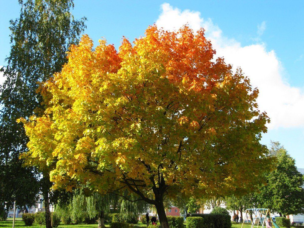 Меченный осенью