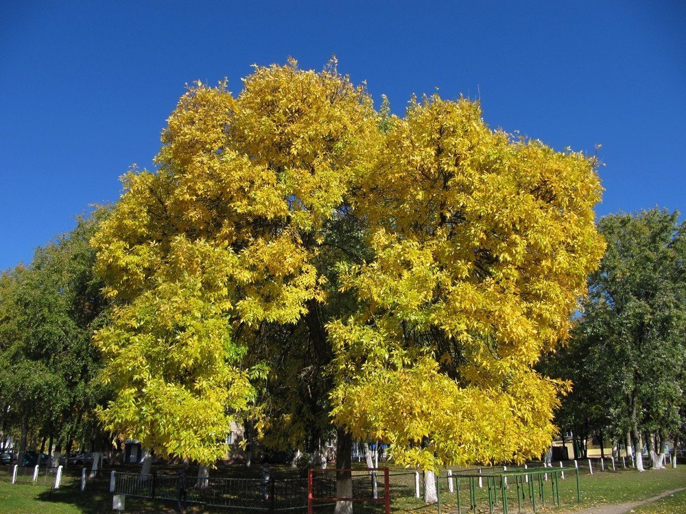 Золото осени