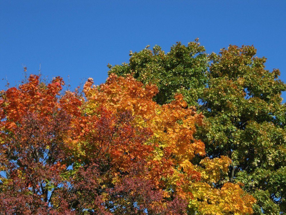 Прекрасные цвета