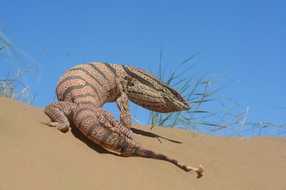 На границе песков