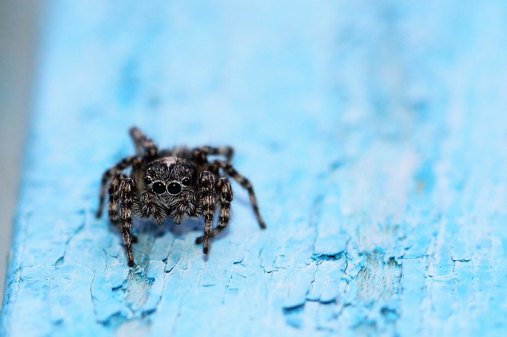 Крошечный охотник...