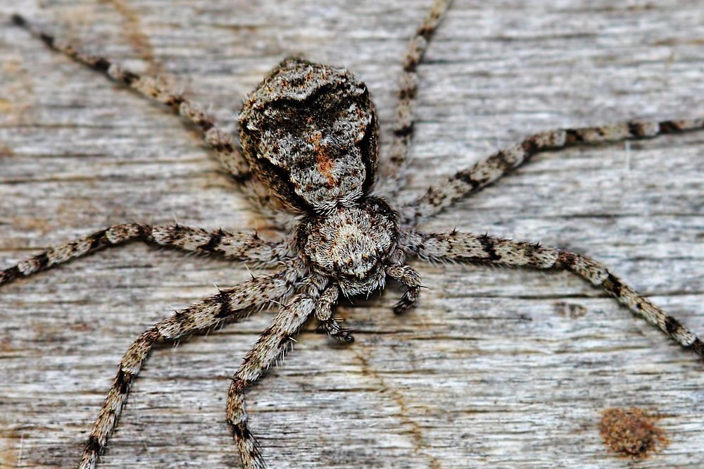 Мастер маскировки. Кто не спрятался, я не виноват...