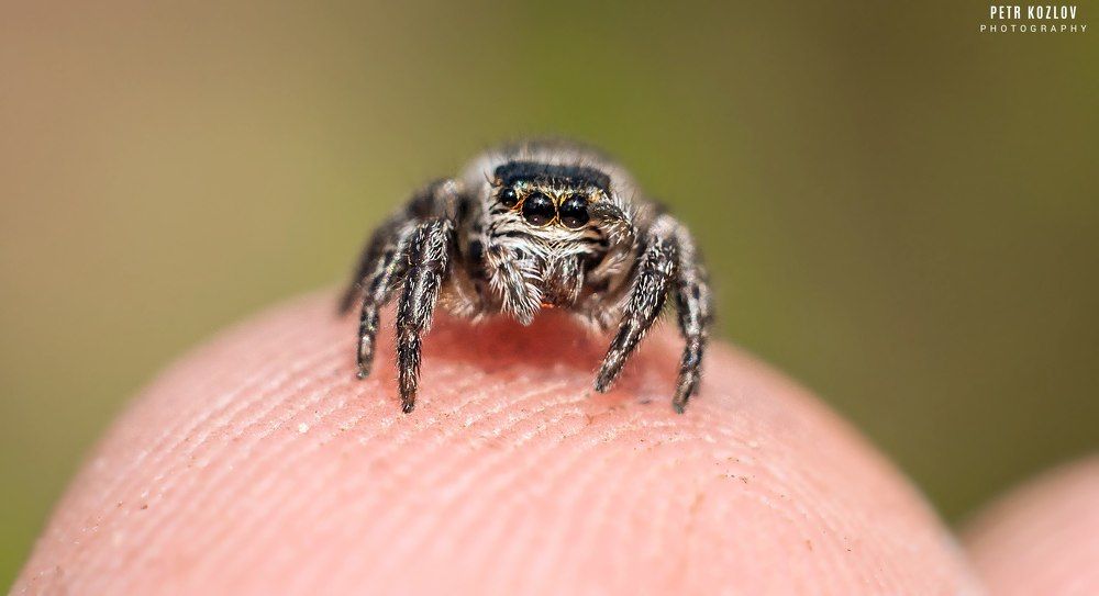 Есть капитан!