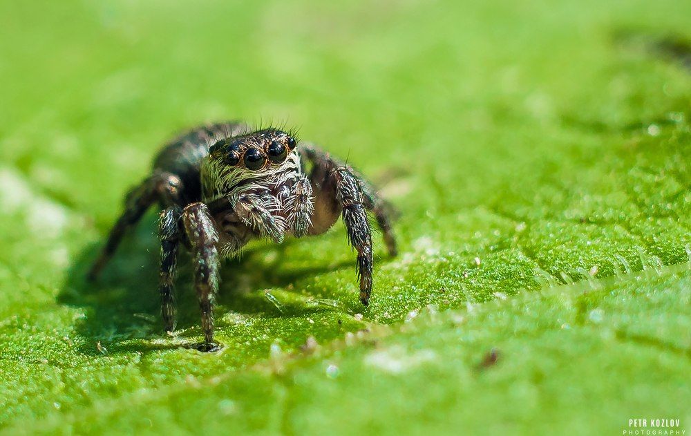Паук скакун в ожидании!