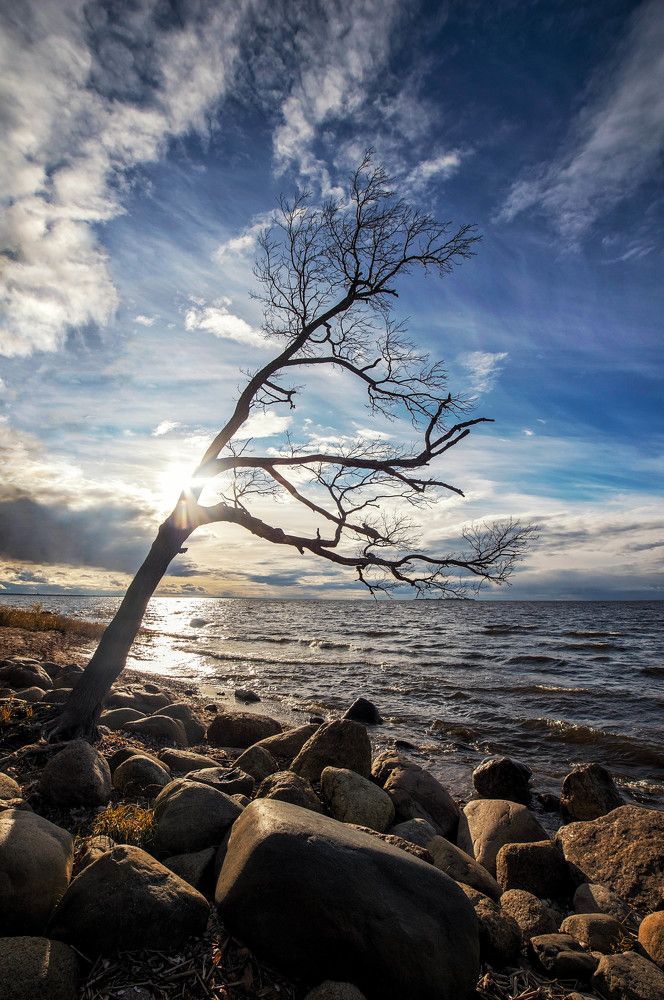 Тянущийся к солнцу