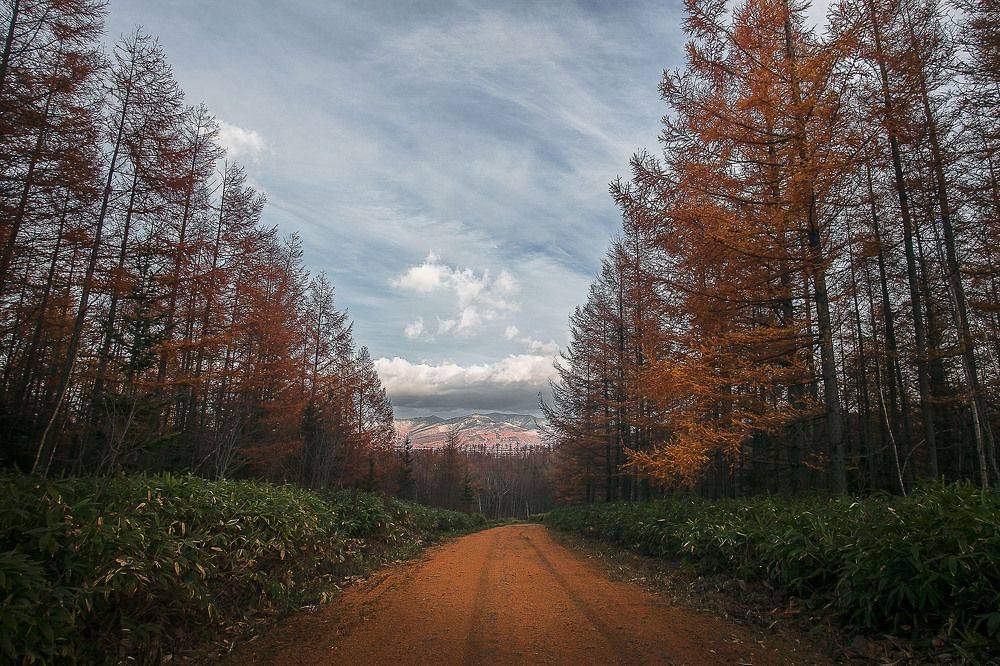 По дороге в зиму