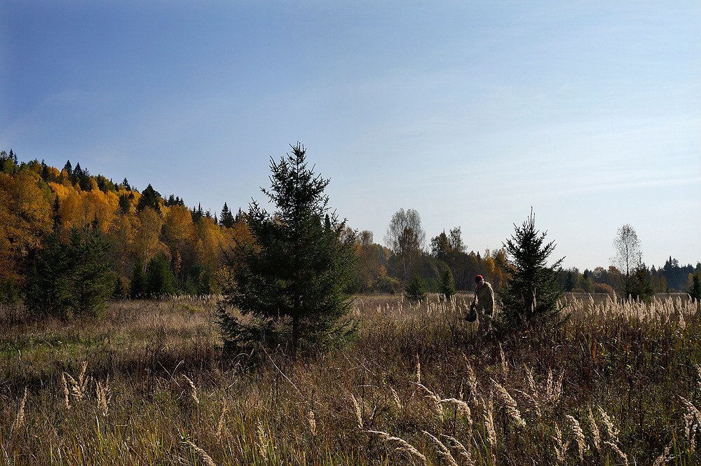 Красноголовик или в поиске грибов.