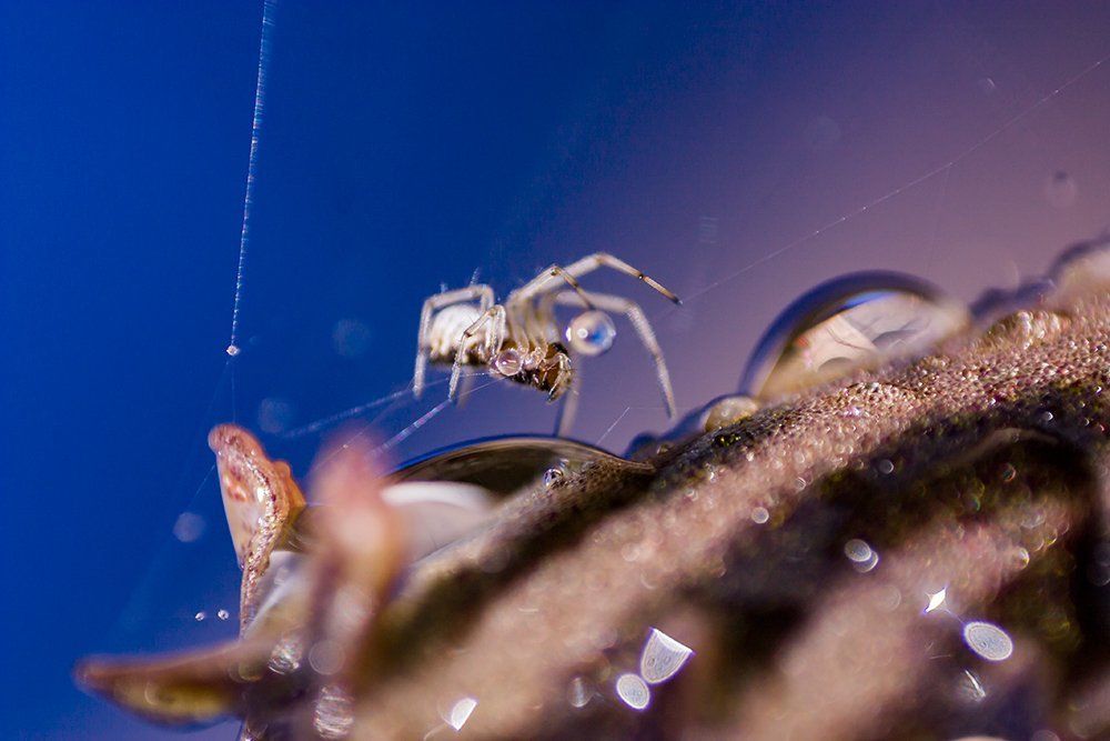 Photograph by linda laredj