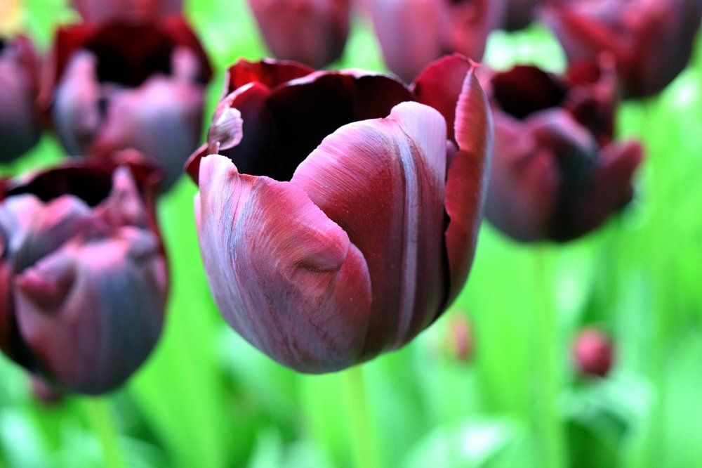 Tulips