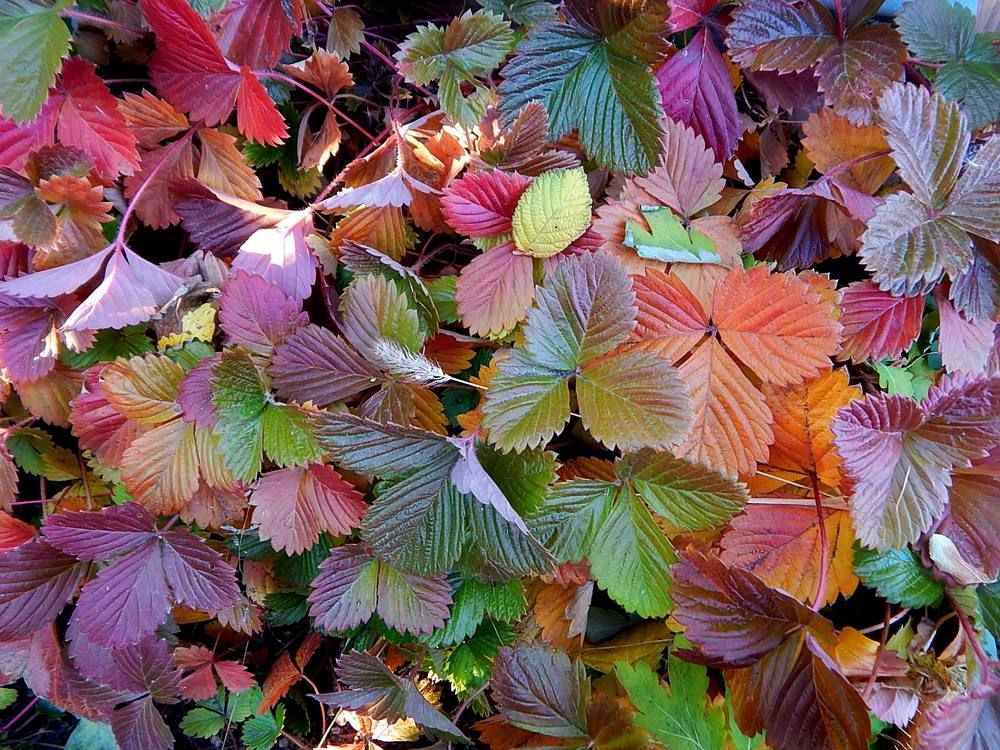 Разноцветные листья сентября