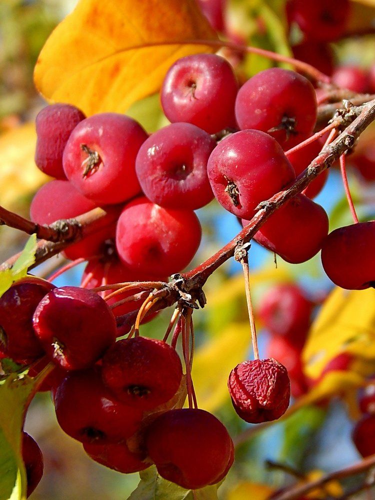 Осенние ягоды