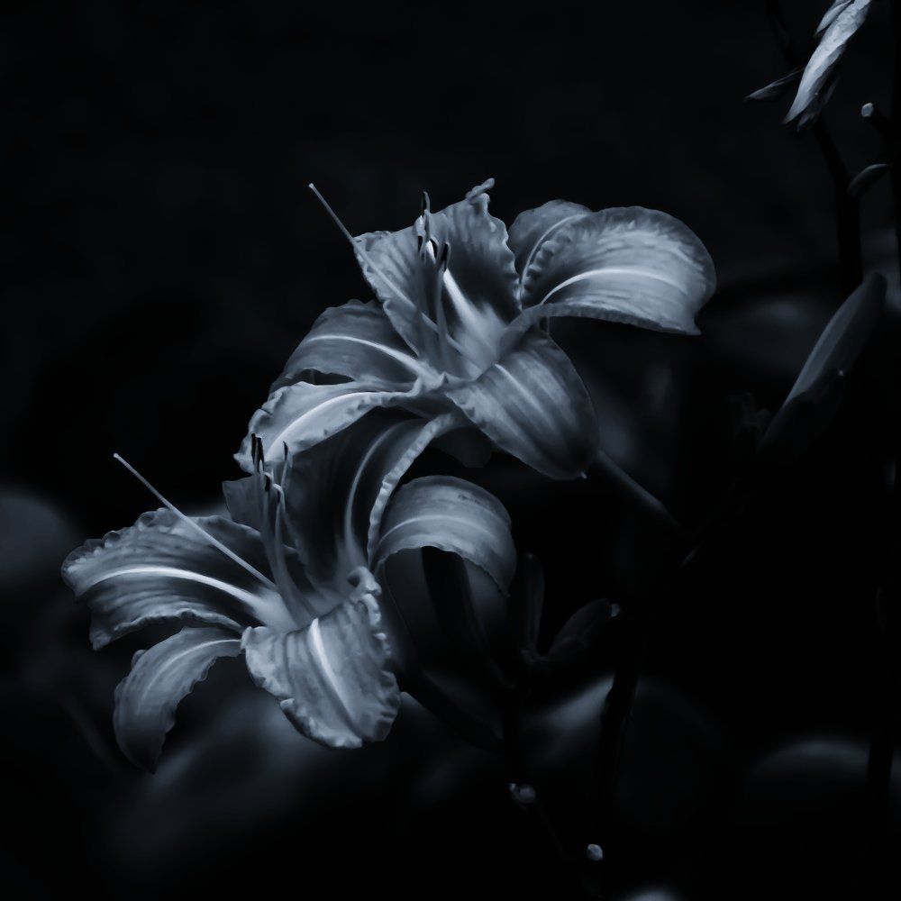 Hill flowers