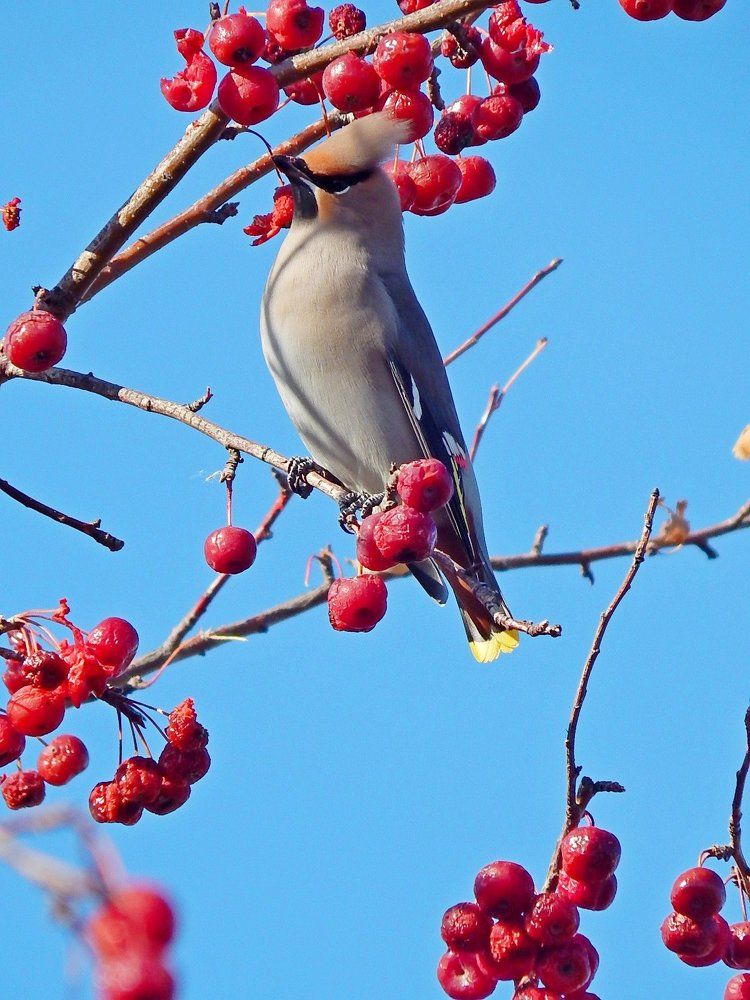 Красавицы-свиристели