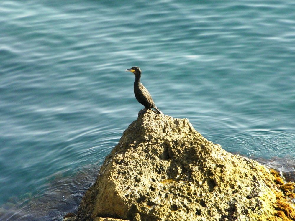 Страж Нового Света