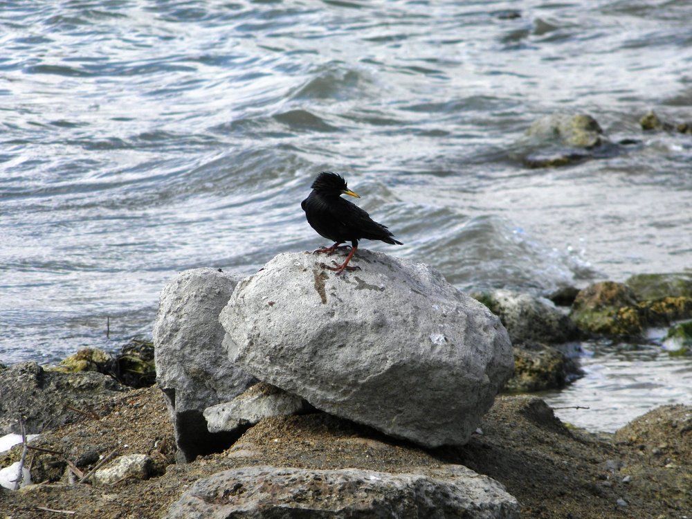 Обитатели озера Мойнаки