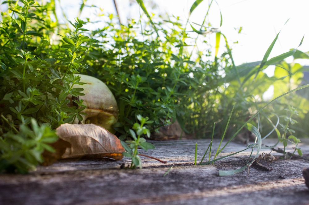 Photograph by Никифоровец Татьяна