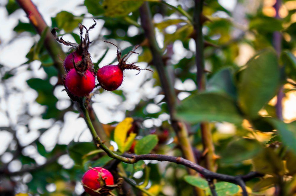 Photograph by Никифоровец Татьяна