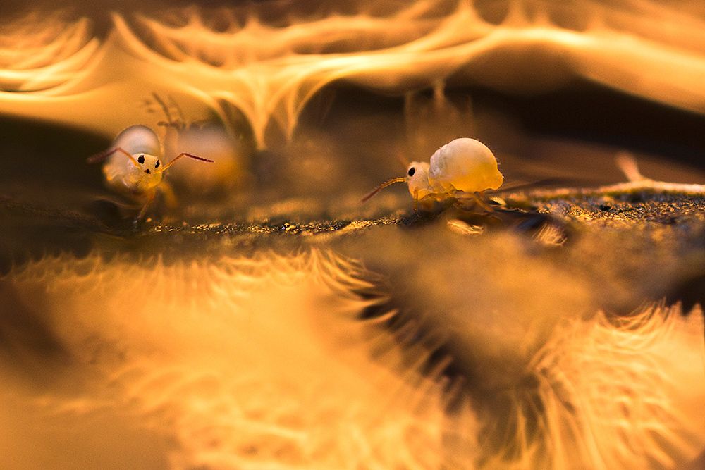 Collembola in hell