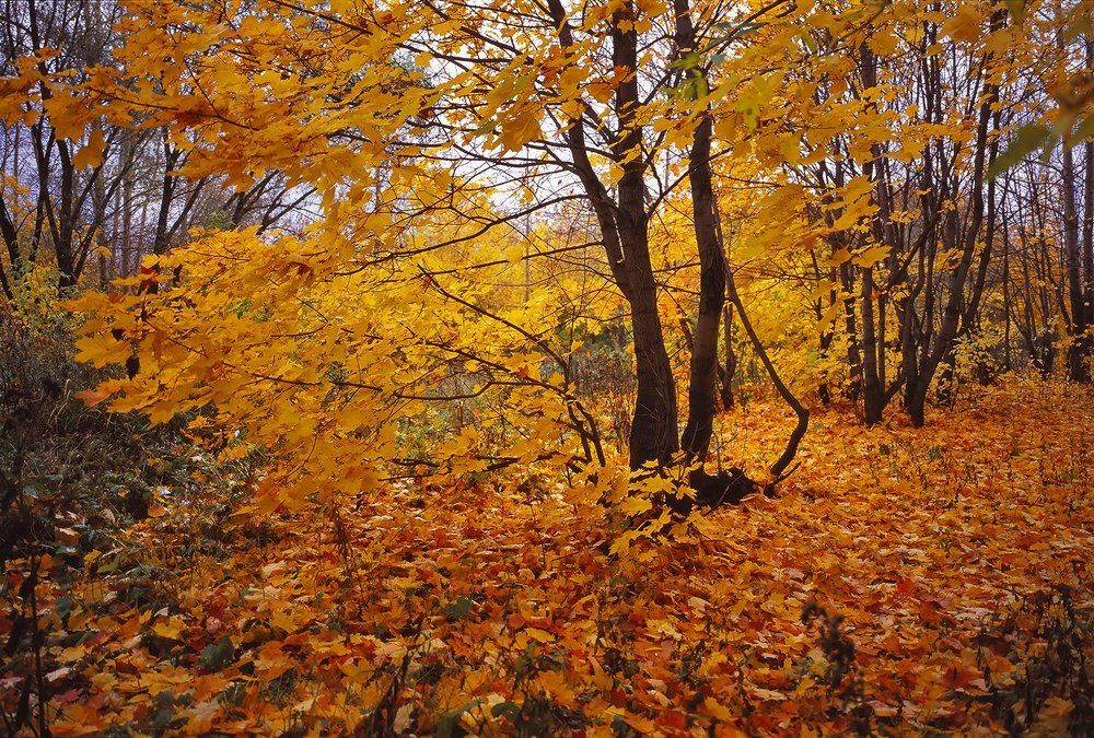 Кленовая роща