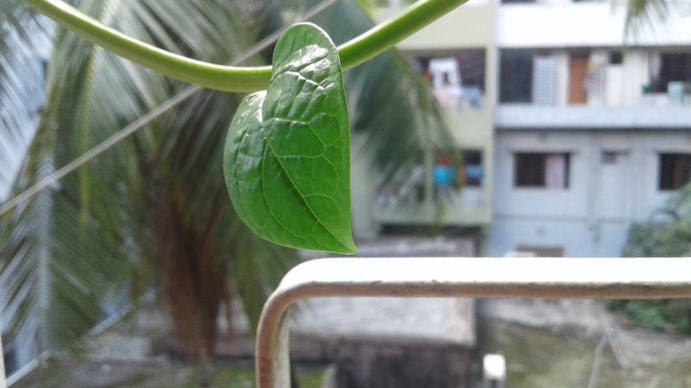 Life Of A Green