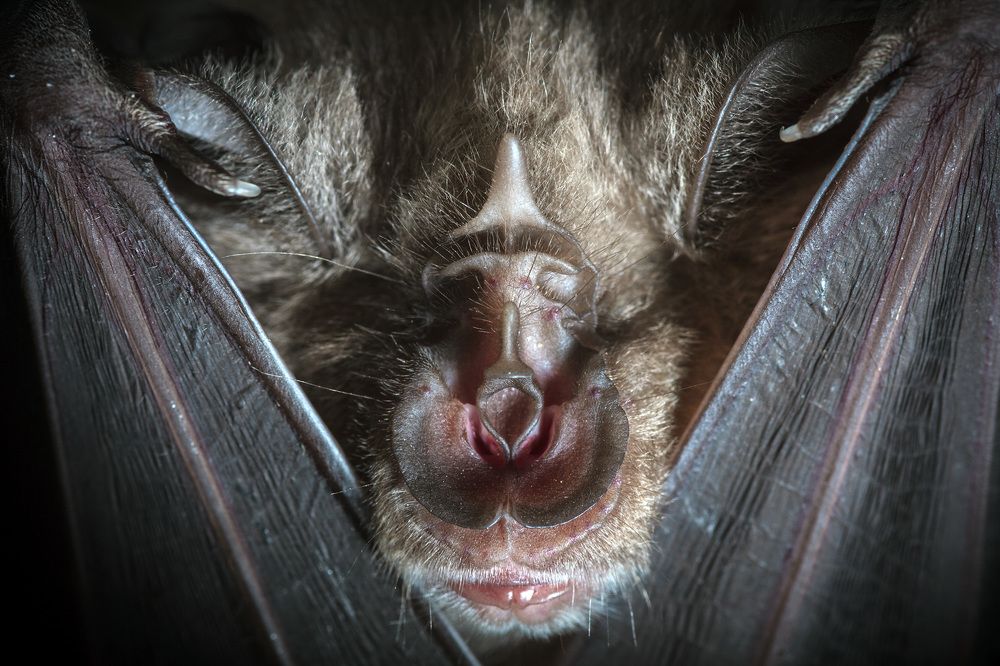 Портрет большого подковоноса (Rhinolophus ferrumequinum)