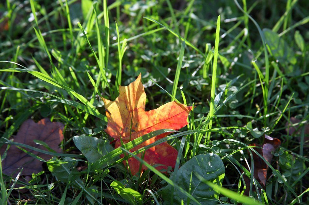 Начало Осени
